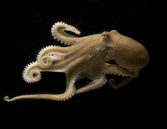 Octopus bimaculoides 2