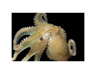 Octopus bimaculoides 3