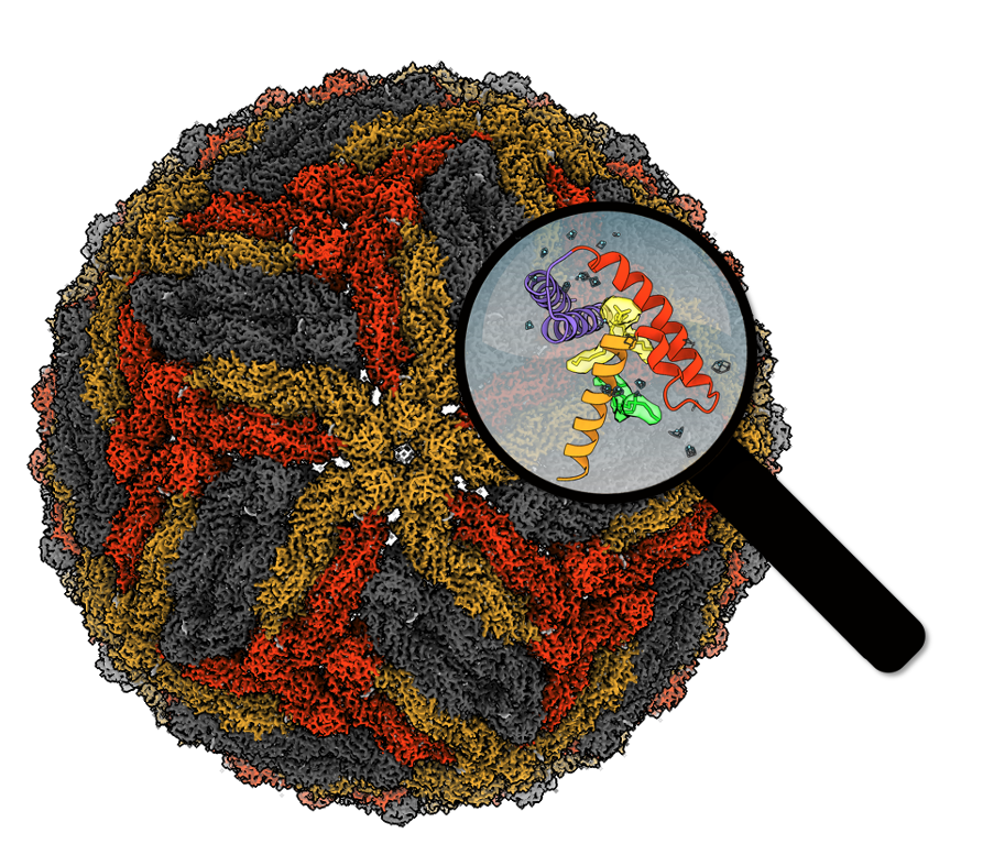 A benign mosquito flavivirus isolated in the Australian Binjari region was used as a vector to mimic dengue virus particles without the associated risk. Structure of this chimeric virus is native and reaches a level of detail never seen before. Under the magnifying glass, water molecules and two "pocket factors" can be seen nestled in the protein shell of the virus. The same approach may be readily applied to any pathogenic flavivirus of known sequence for structure determination, functional analysis and vaccination. (C) Associate Professor Fasseli Coulibaly