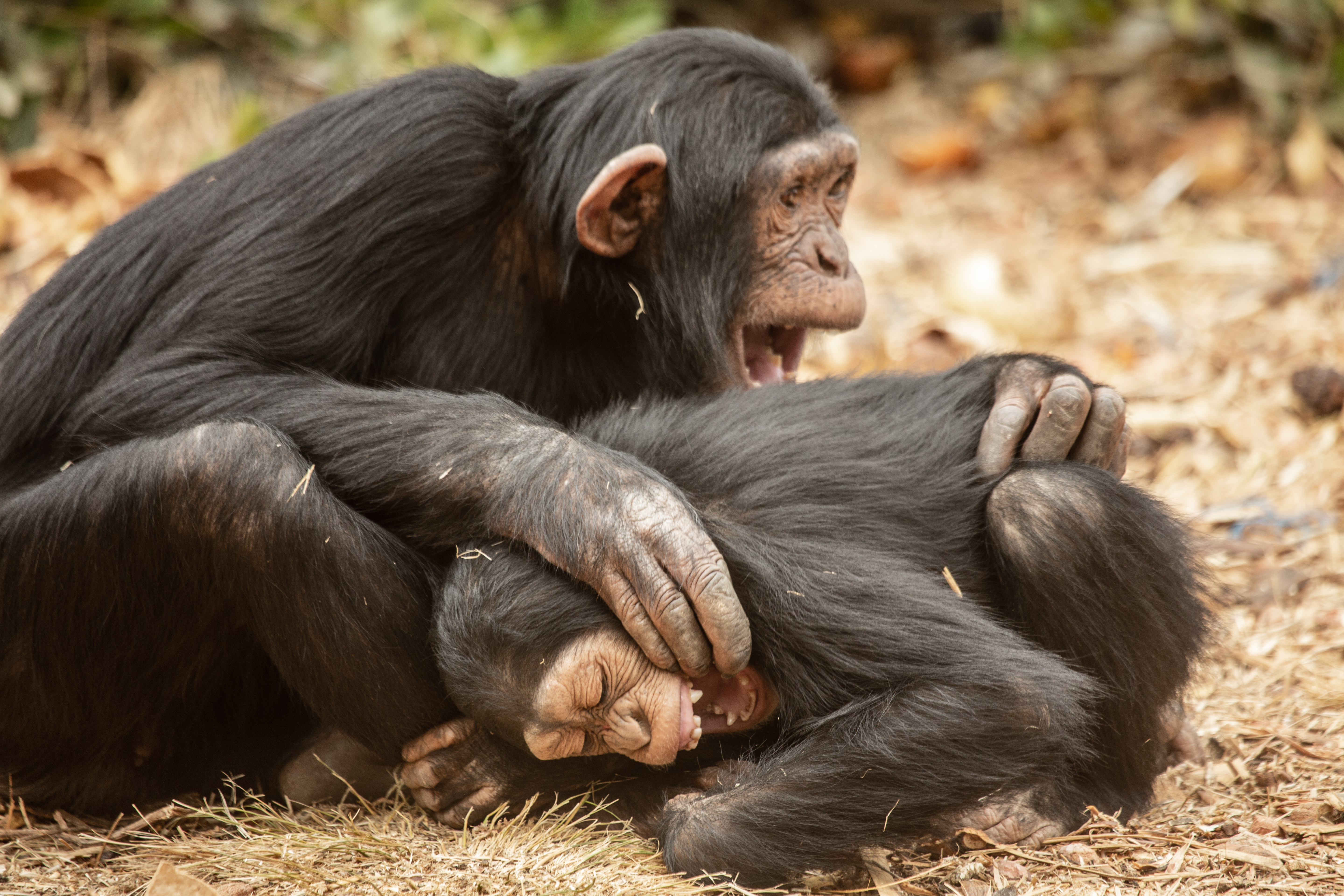 Don and Duncan playing (Chimfunshi Wildlife Orphanage, Group 2). Credit: Dr. Jake Brooker, CC-BY 4.0 
