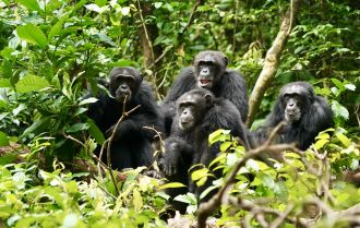 Chimpanzees jointly listen to the sounds of neighboring groupS