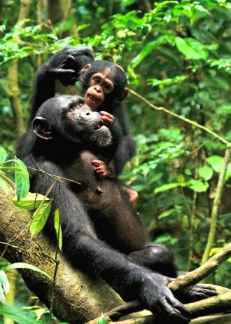 A female chimpanzee playing with her infant son