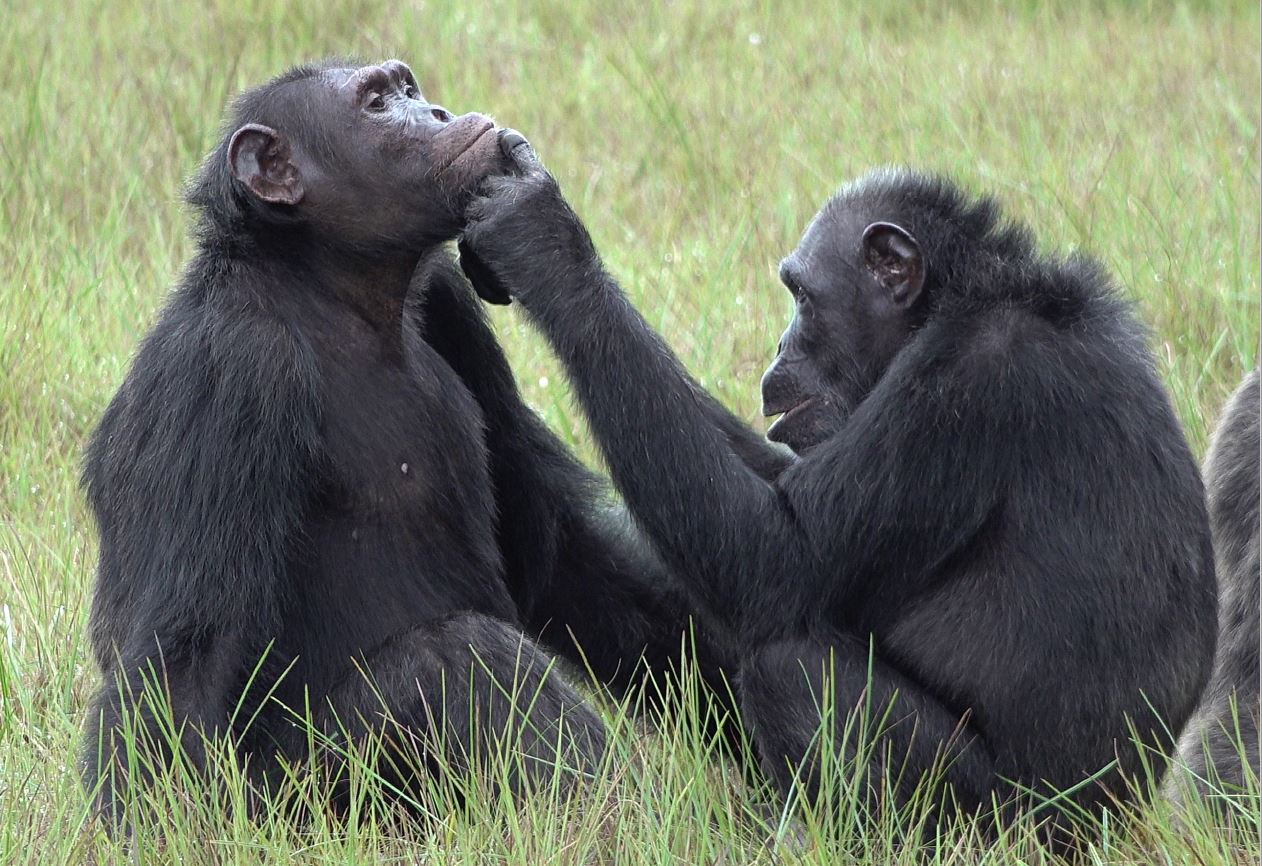 Chimpanzee female Roxy applying an insect to a wound on the face of an adult chimpanzee male named Thea. CREDIT: Tobias Deschner