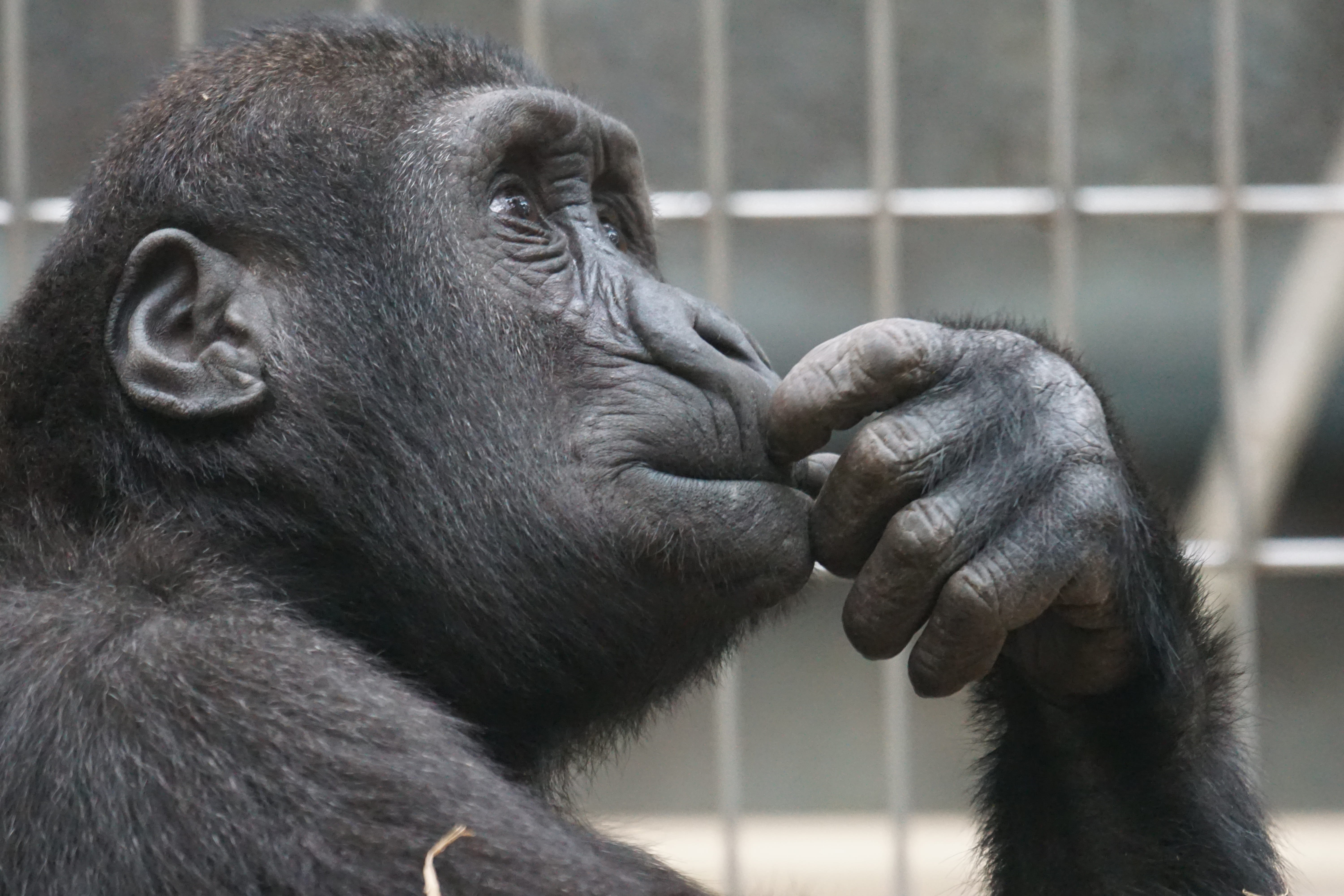 CC-0. https://i1.pickpik.com/photos/651/81/91/primate-ape-thinking-mimic-e7875264cfc6f271d5e8a01985bacc4b.jpg