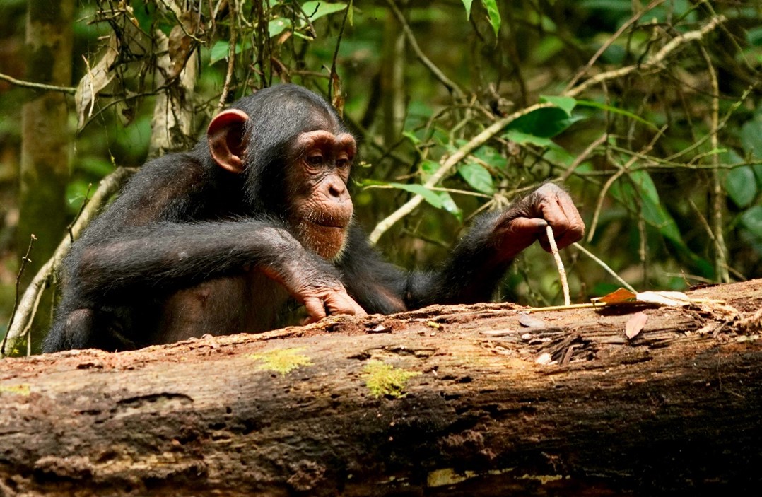 Liran Samuni, Taï Chimpanzee Project (CC BY 4.0, https://creativecommons.org/licenses/by/4.0/)