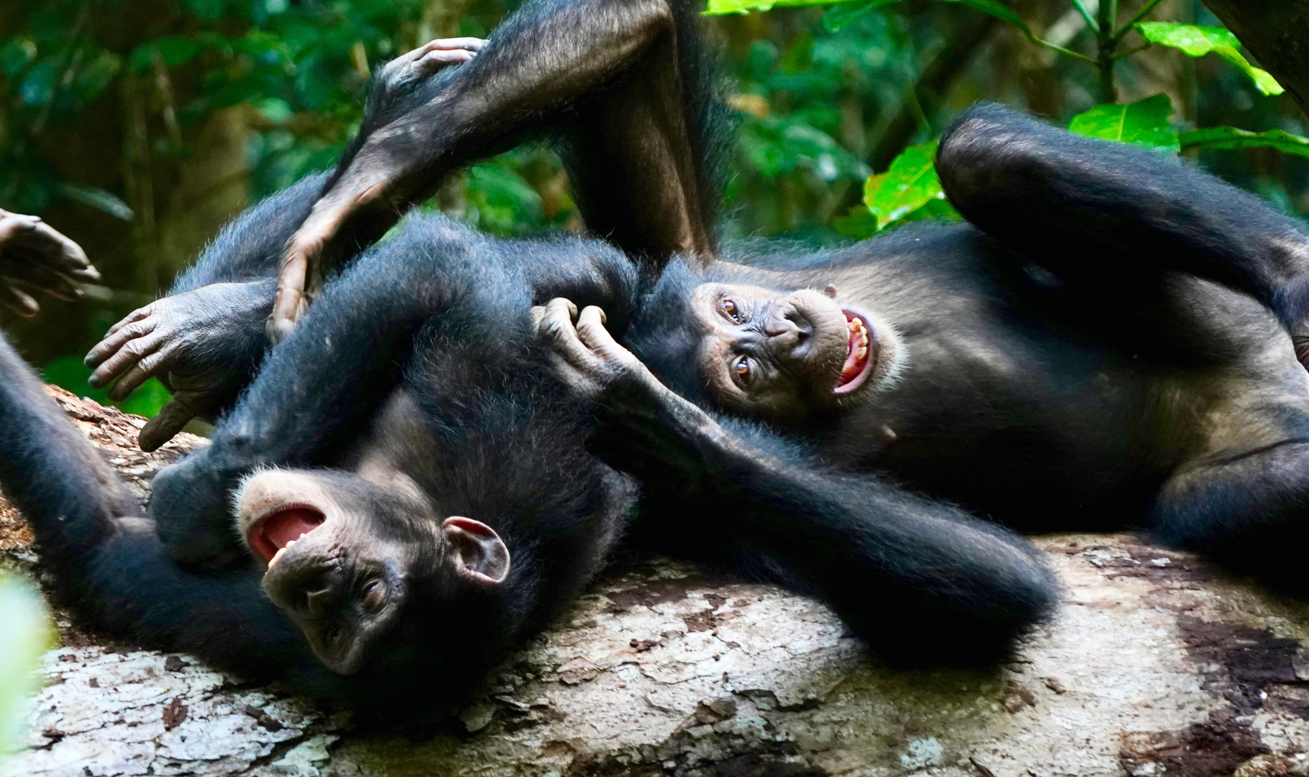 Chimpanzee social play interaction and play face. Credit: Liran Samuni and Taï Chimpanzee Project
