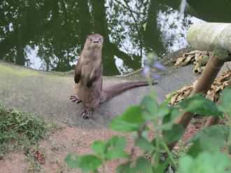 Neotropical river otters (Lontra longicaudis)