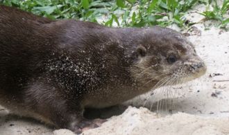 Neotropical river otters image 2