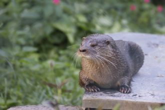 Neotropical river otters image 3