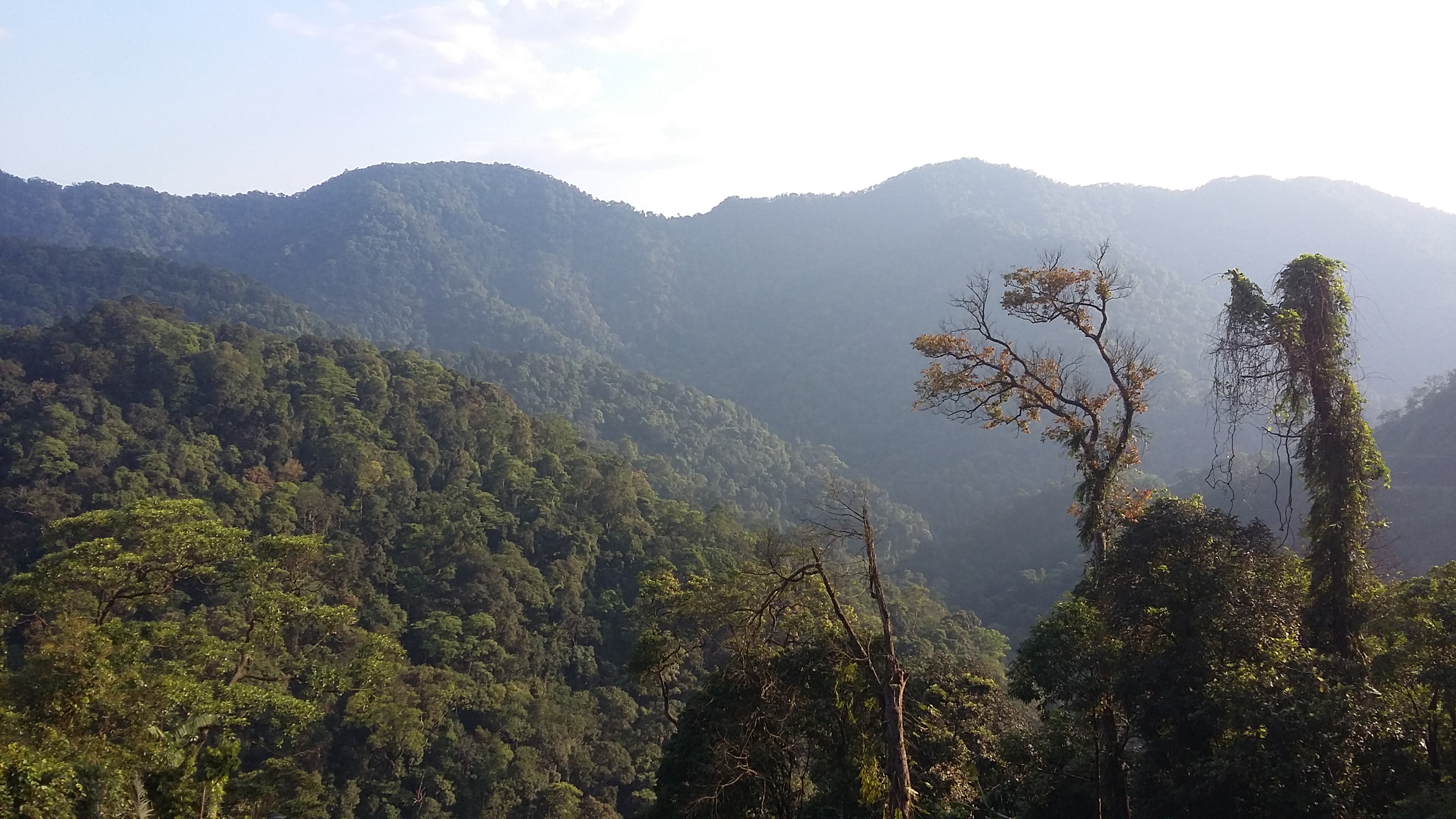 The dense and biodiversity rich upland rainforest of South East Asia Credit: Prof. Dominick Spracklen