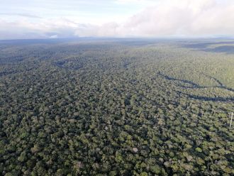 The vast Amazon rainforest