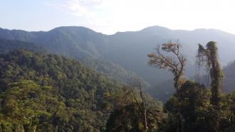 Biodiverse rainforest in South East Asia