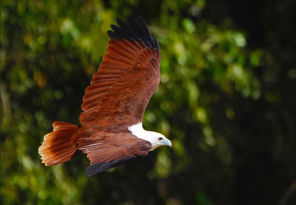 Brahminy kites are adapting to urbanisation. Photo courtesy Mike Lee (Flinders University / SA Museum)