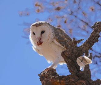 Barn owl