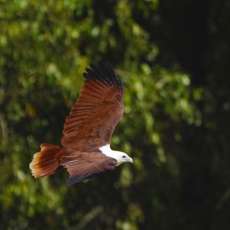 Brahminy kite