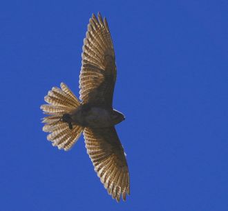 Nankeen kestrel 