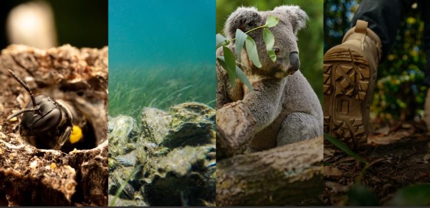 Stage 1 of the Passport 2 Recovery will focus on specific plant, animal and insect projects. 