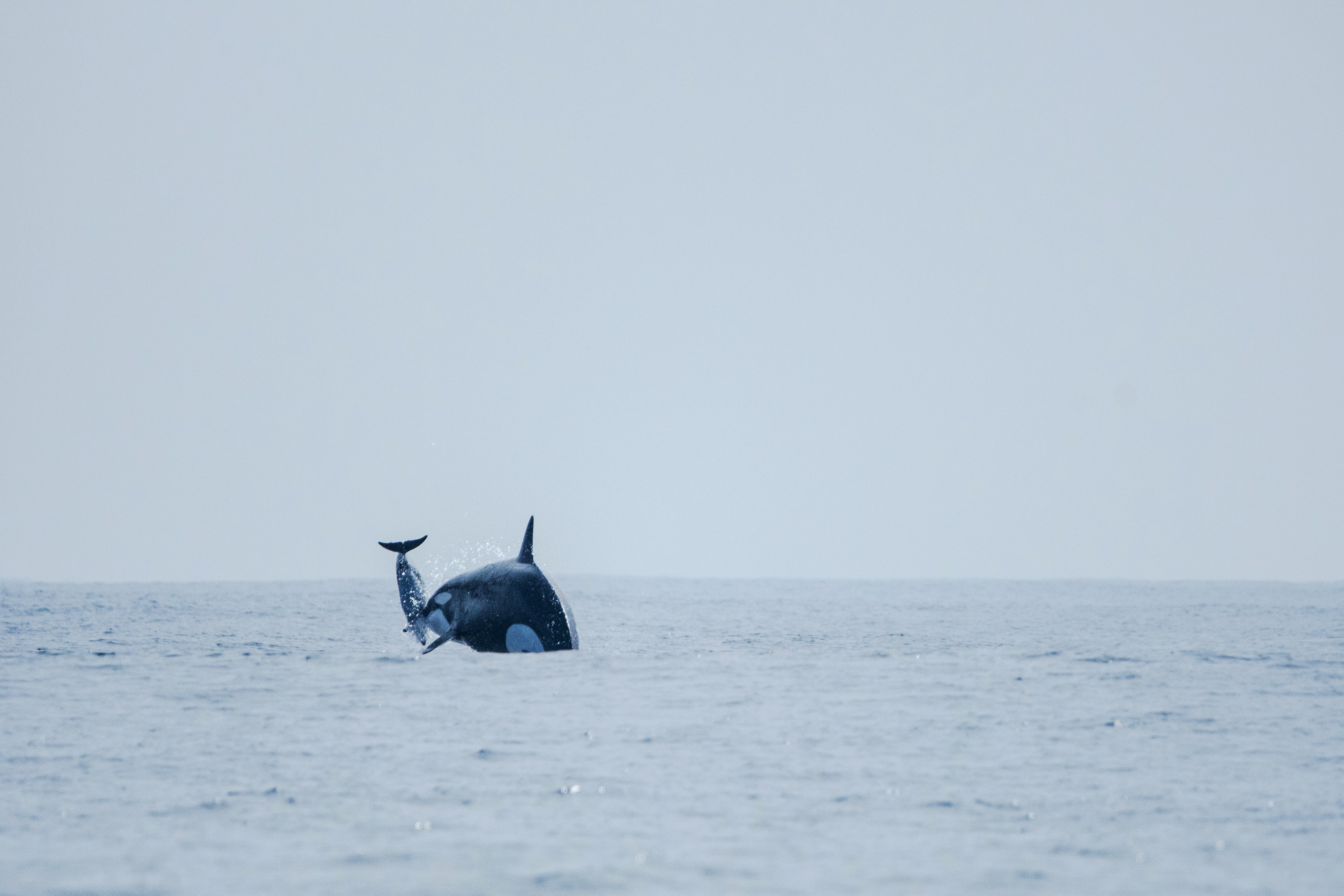 While hunting, an orca (identified as pod matriarch Dakota) propels a dusky dolphin into the air. Image by Maikol Barrera. 
