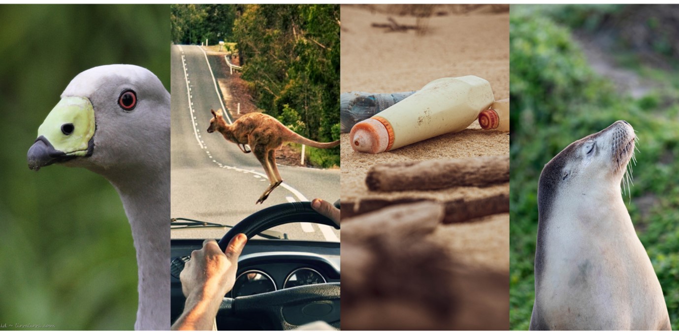 Holiday-goers are invited to get on board again this summer with their observation of endangered Australian sea lions, Cape Barren Geese, plastic waste on beaches and also the location of 'roadkill'  