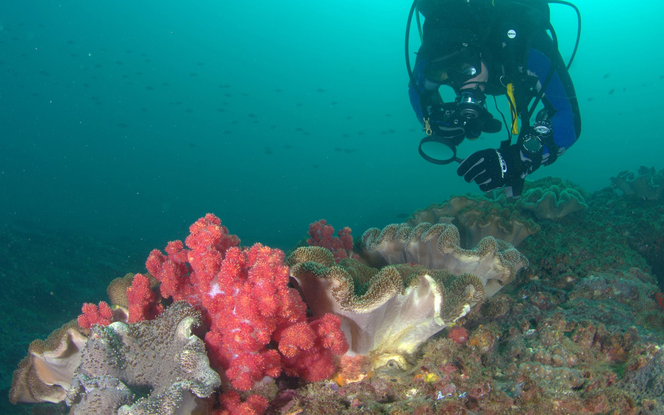 Credit: Chris Roelfsema