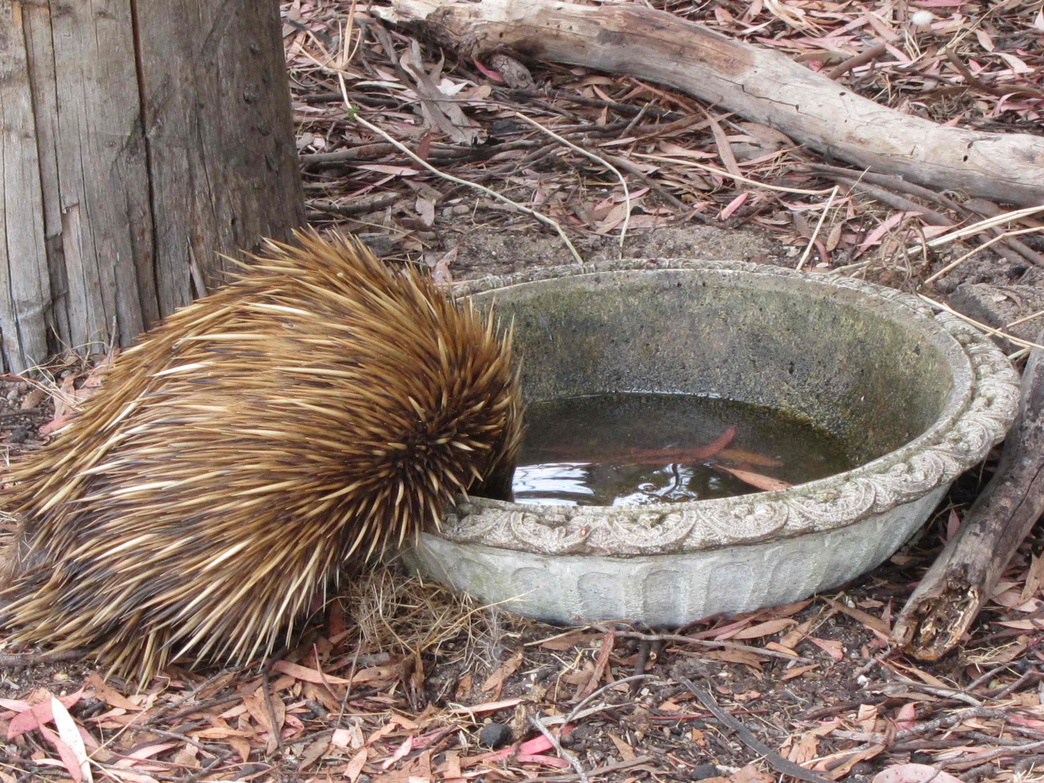 Echidna takes a drink from a bird bath. Photo credit: Peter Hastwell of Kangaroo Island.