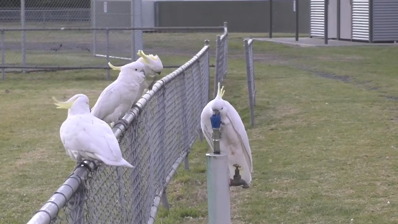 Screenshot from Supplementary Video featuring cockatoos drinking from a water fountain. CREDIT: Klump et al Biology Letters