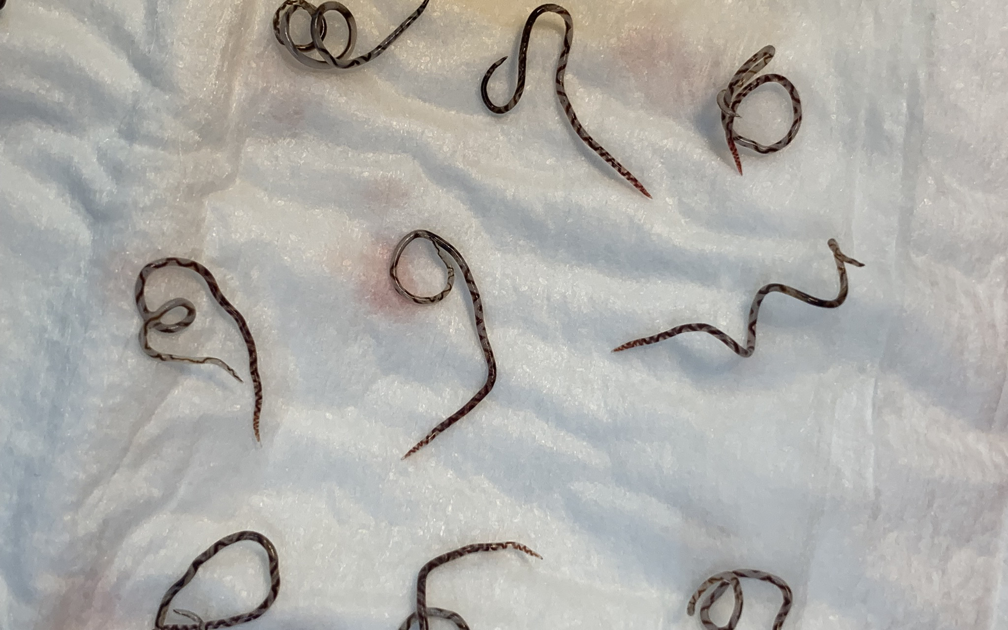 University of Sydney