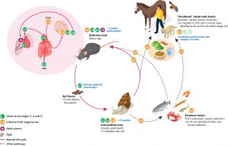 Lifecycle of the rat lungworm