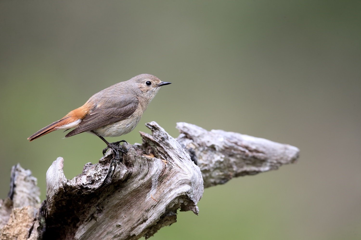 Credit: Shutterstock