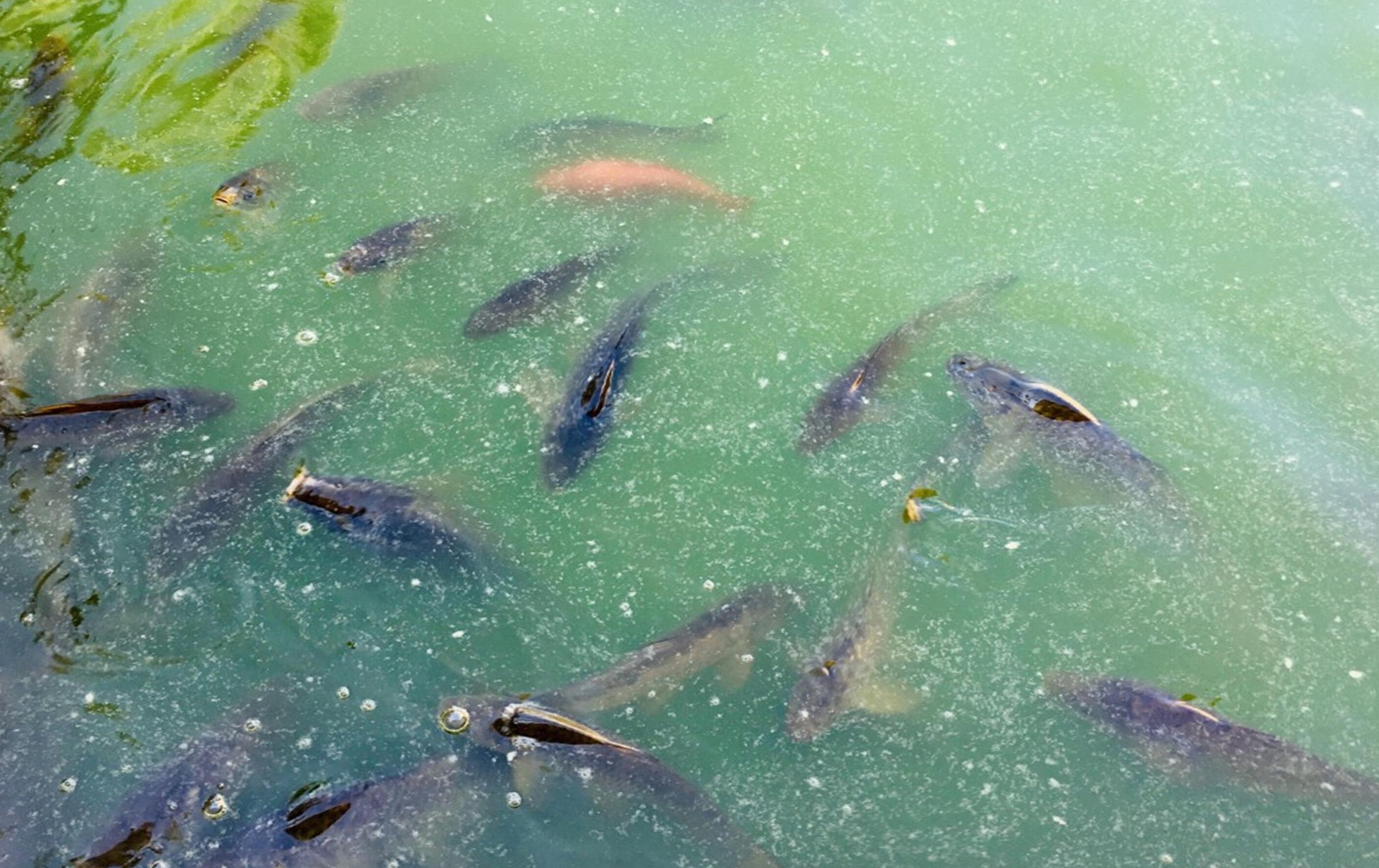 © Daniel Gomez Isaza