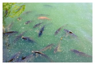 Fish inhabiting a eutrophic lake in Seville, Spain