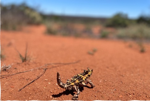 A thorny devil. Photo by Dr Kris Wild 