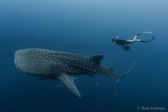 Whale shark and diver