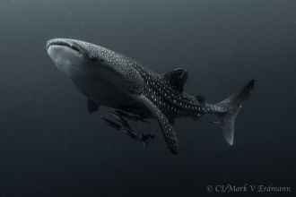 Whale shark