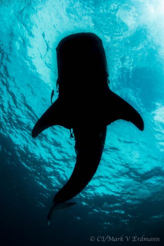 Whale shark