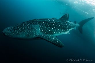 Whale shark