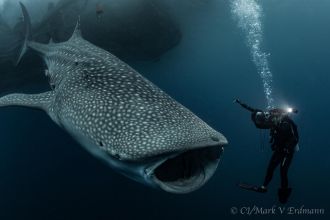 Whale shark and researchers