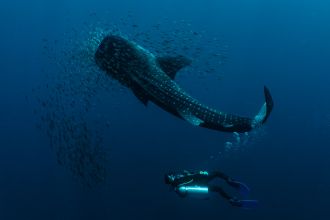 Whale shark, fish, and diver