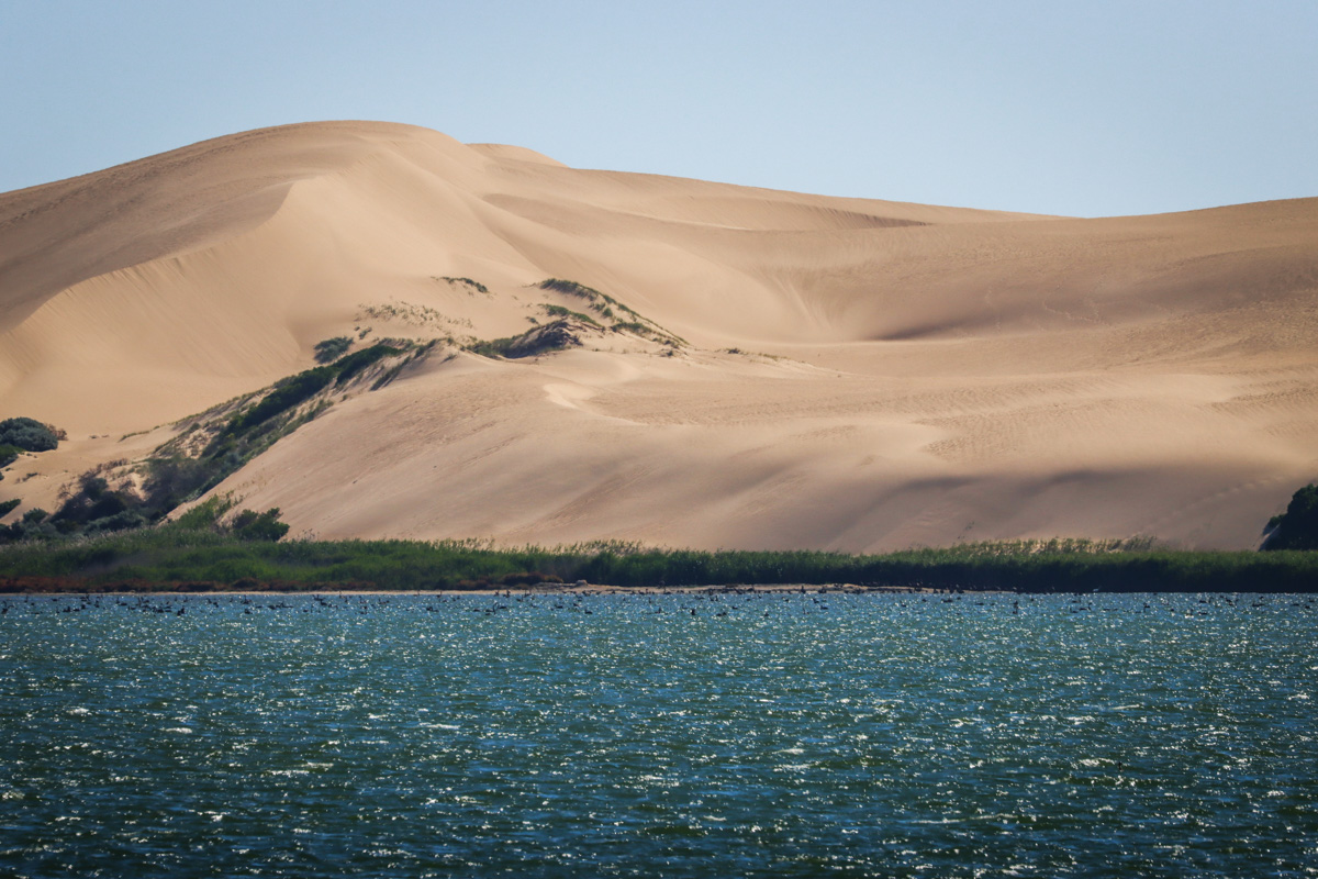 Birds flocking beneath the dunes of the Coorong, a coastal lagoon in South Australia. Credit: Darcy Whittaker, CC-BY.