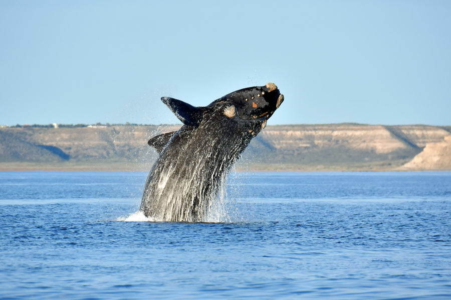 © Zoltan BAGOSI, some rights reserved (CC-BY-NC)