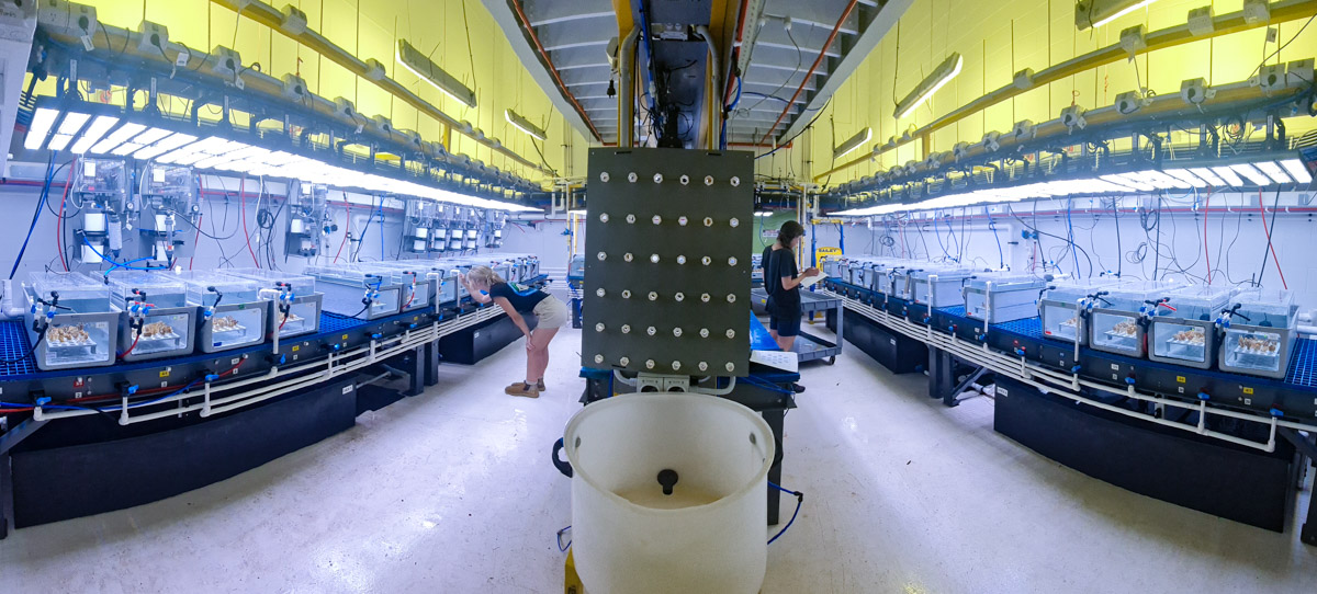  Fragments of individual coral colonies from four species were held at 10 different temperatures for a month during the experiment in the AIMS National Sea Simulator. Image: Juan Ortiz