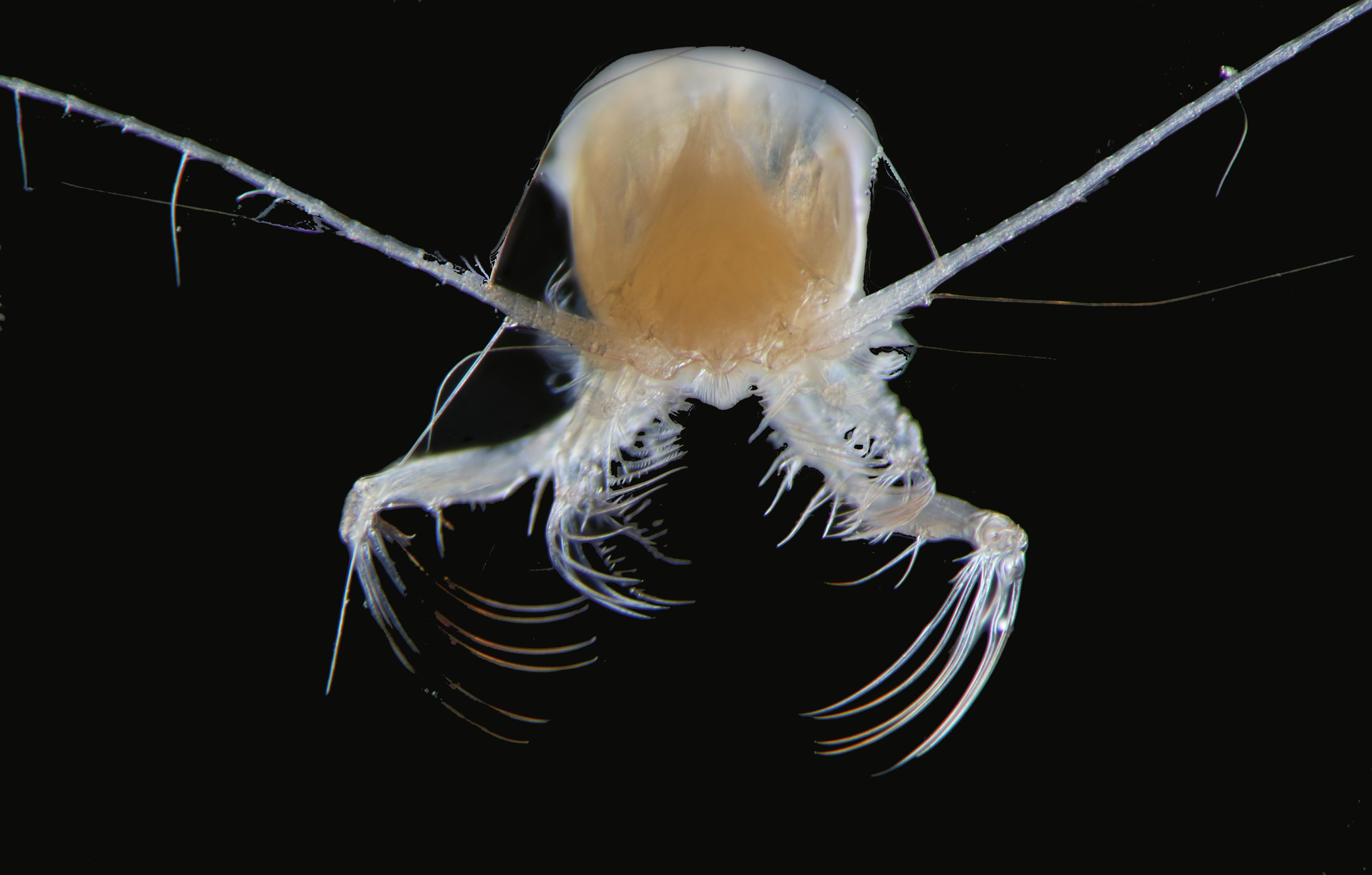 Julian Uribe-Palomino IMOS-CSIRO. The name of the species is Euchaeta marina (Calanoid Copepod).
