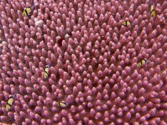 Pink Coral