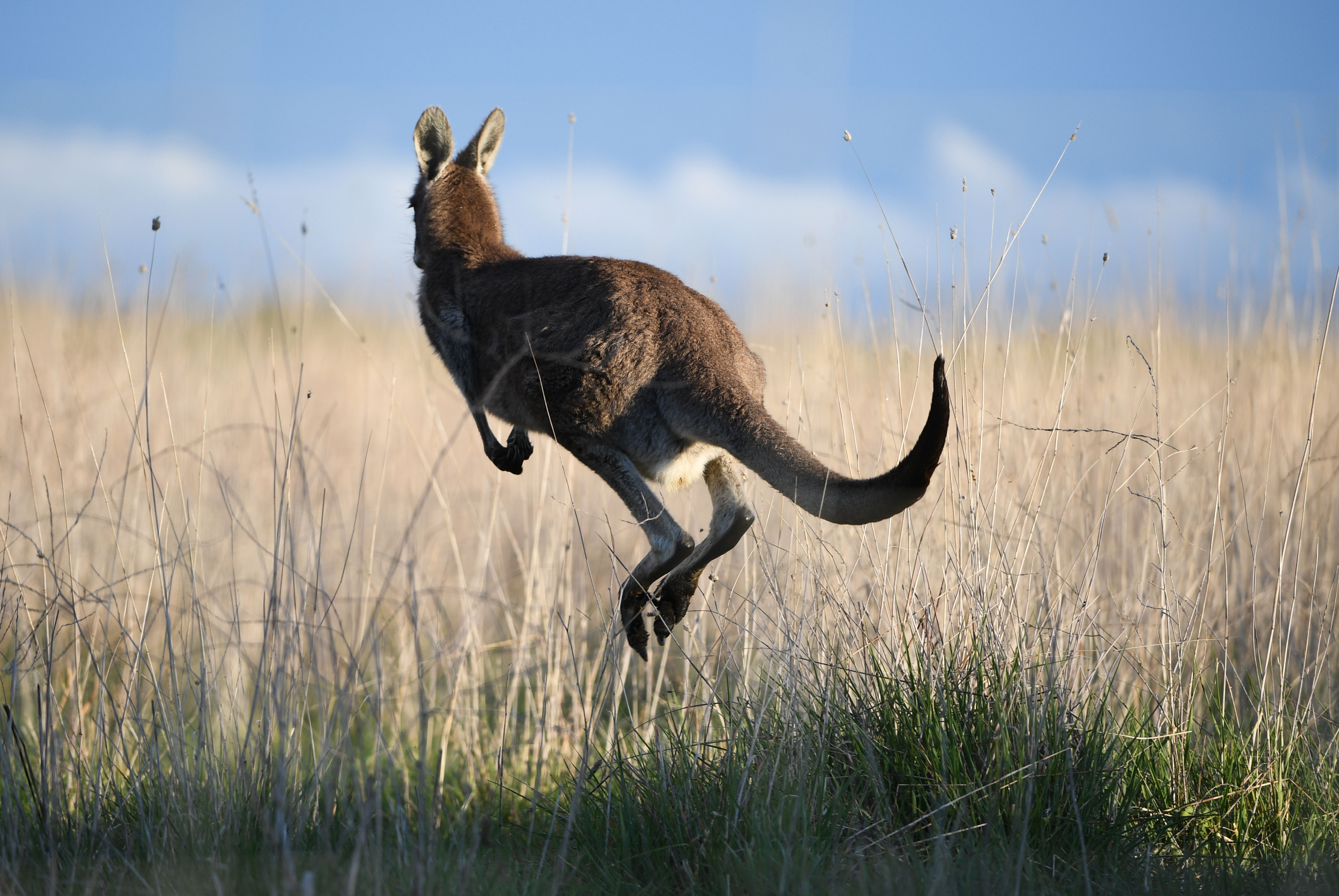 Credit: Tracey Nearmy/ANU