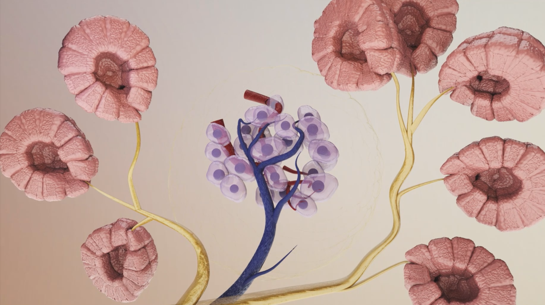 Diabetic damaged pancreas/ from video supplied by the Baker Institute