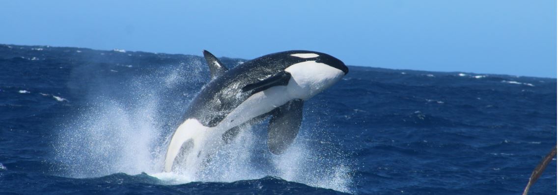 Bremer Bay killer whale photos courtesy Naturaliste Charters. 
