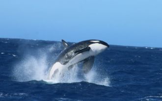 Bremer Bay killer whale breaching
