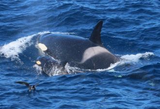 Bremer Bay killer whale, WA