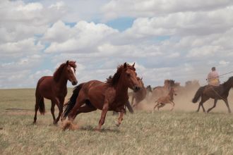Horse herd in the steppes of Inner Mongolia, China. July 2019