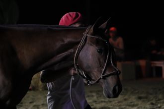 Horse auction near Buenos Aires, Argentina. December 2019
